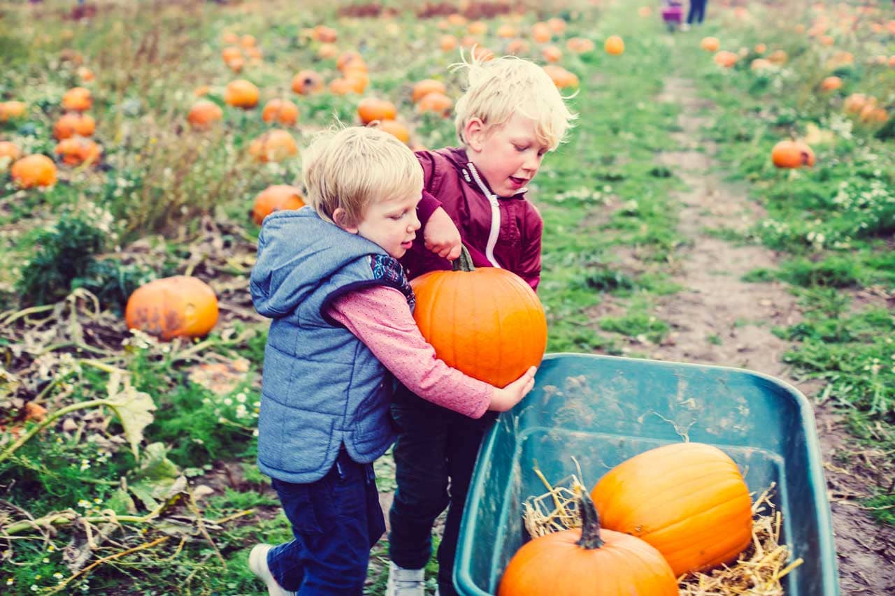 Children picking pumpkins for Halloween