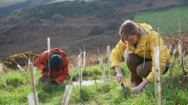 Two people are planting small trees or shrubs protected by plastic guards in a field. One person in a yellow jacket crouches, working with soil, while another in an orange jacket works nearby. The background shows a grassy and hilly landscape.