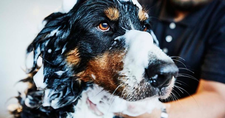 A dog with black and brown fur stands covered in soap suds, receiving a bath. The dogs eyes are bright and focused, while a person in a black shirt is partially visible in the background, attending to the dog.