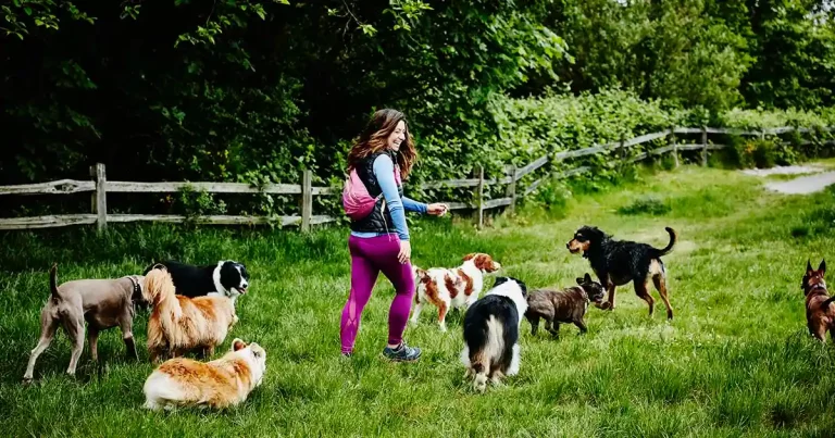 A person walking a pack of dogs across a grassy field with trees and a wooden fence visible in the distance.