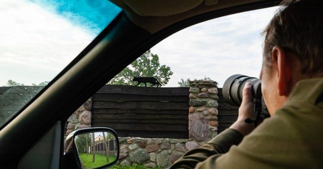 A photographer is taking a photo of a dark cat walking on a wooden fence from inside a car.