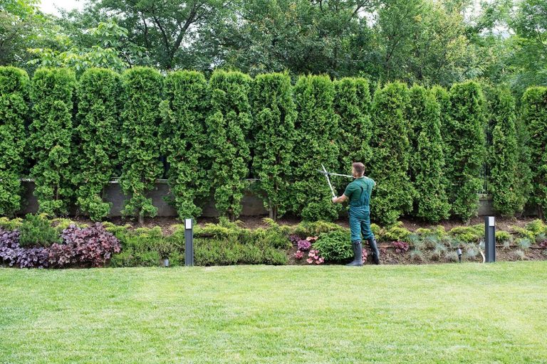 Person trimming a row of hedges with a garden trimmer in a well-maintained garden.