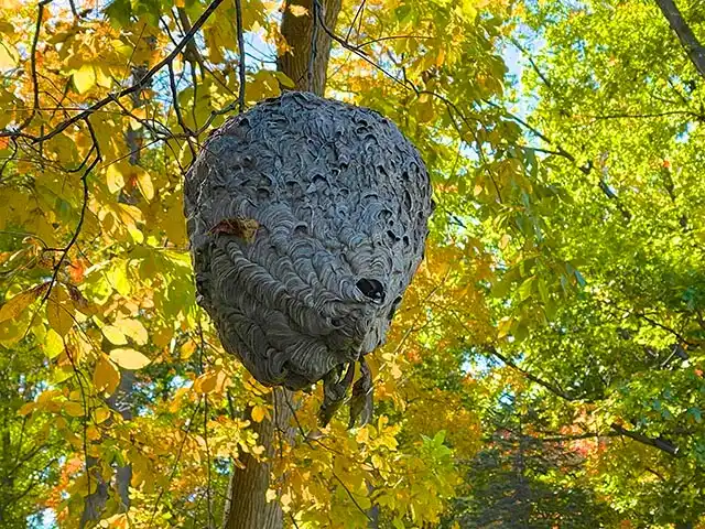 A large, gray wasp nest hangs from a tree branch among yellow and green leaves. The nests textured surface is visible, with a small opening at the bottom. Sunlight filters through the foliage, creating a bright natural setting.