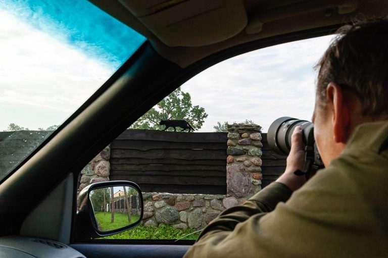 Photographer capturing a black cat walking on a wooden fence with a camera, outdoors.