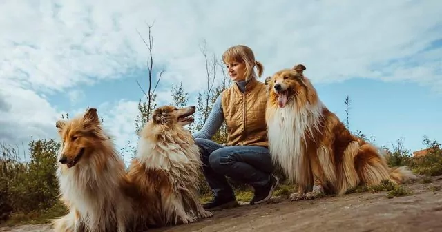 A dog breeder kneeling with three collie dogs on a dirt path under a cloudy sky.