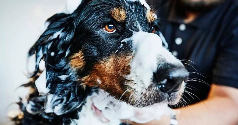 A dog with black and brown fur stands covered in soap suds, receiving a bath. The dogs eyes are bright and focused, while a person in a black shirt is partially visible in the background, attending to the dog.