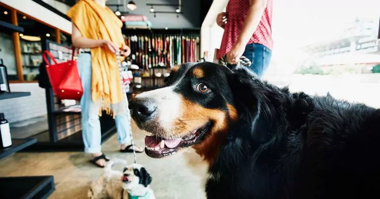 Close-up of a large dog in a pet store, with a smaller dog and people standing nearby.