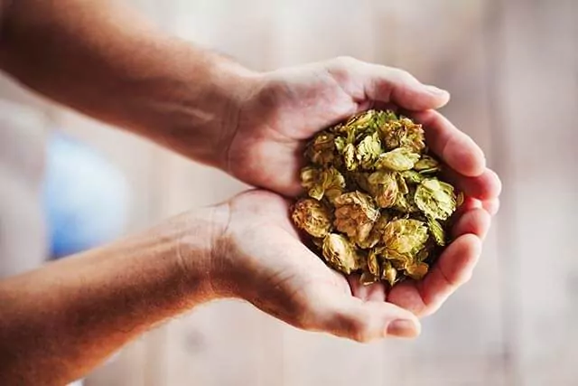 Hands holding a small pile of dried hop cones, essential ingredients in brewing beer. The background is blurred, casting a warm-toned surface reminiscent of a cozy brewery.